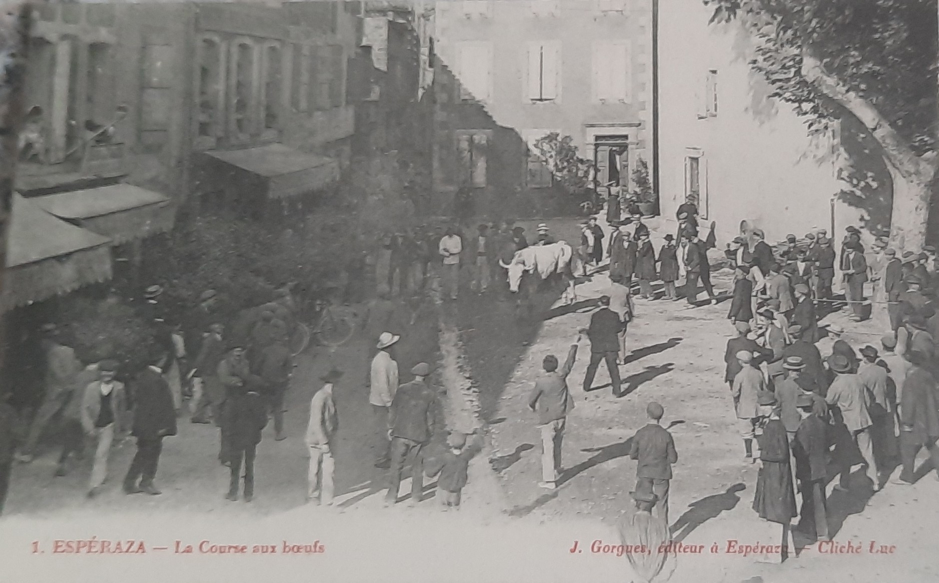 Course boeuf Esperaza 1