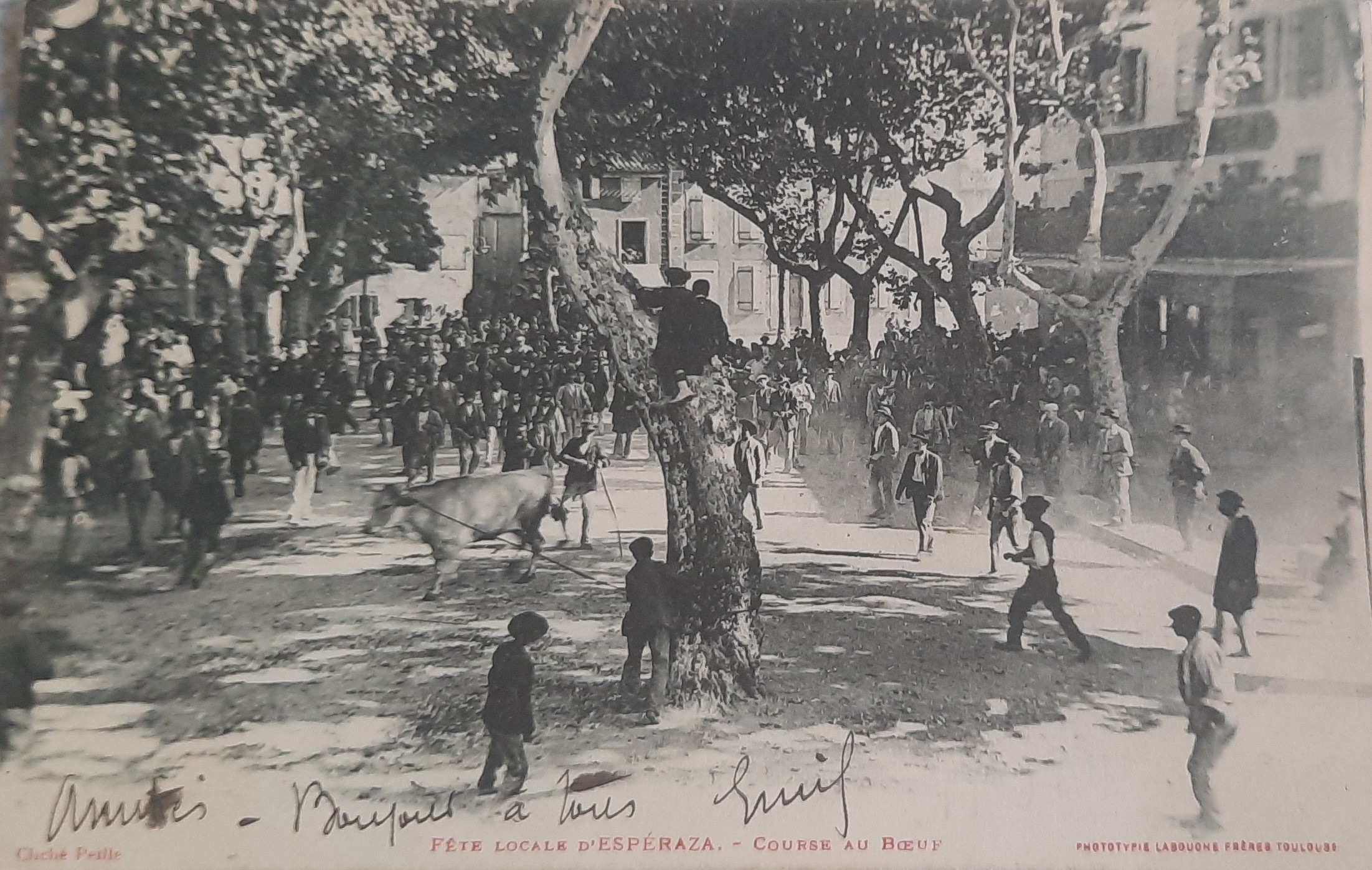 Course boeuf Esperaza 2