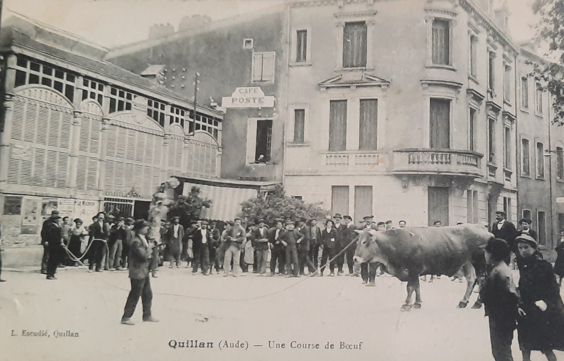 Course boeuf Quillan 1