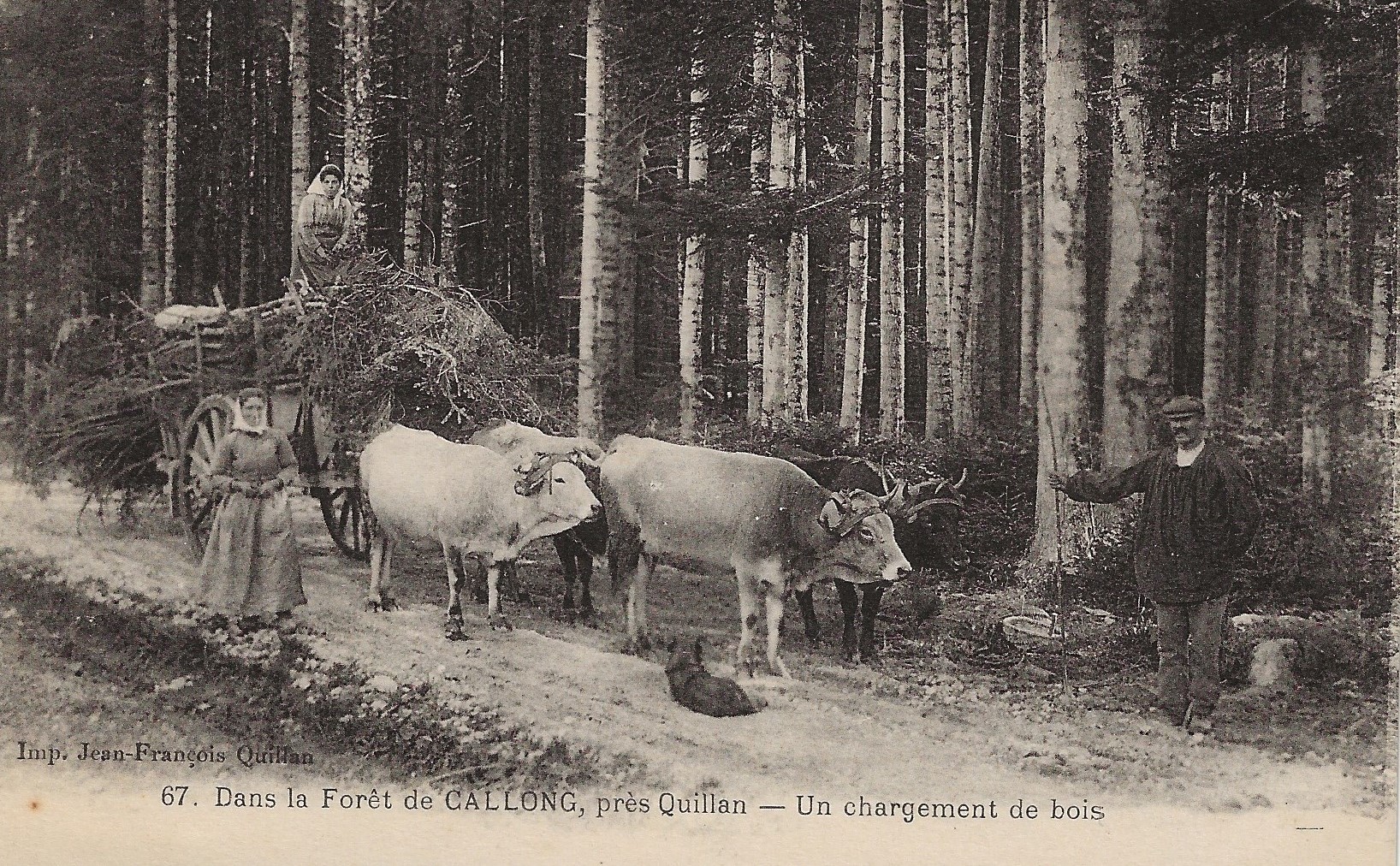 Foret Callong Transport