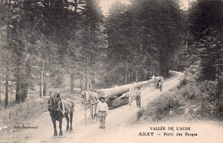 Forêt de Fanges